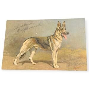 Vintage 1930s - Alsatian Wolfhound Dog Postcard (UnPosted) Antique Shepherd